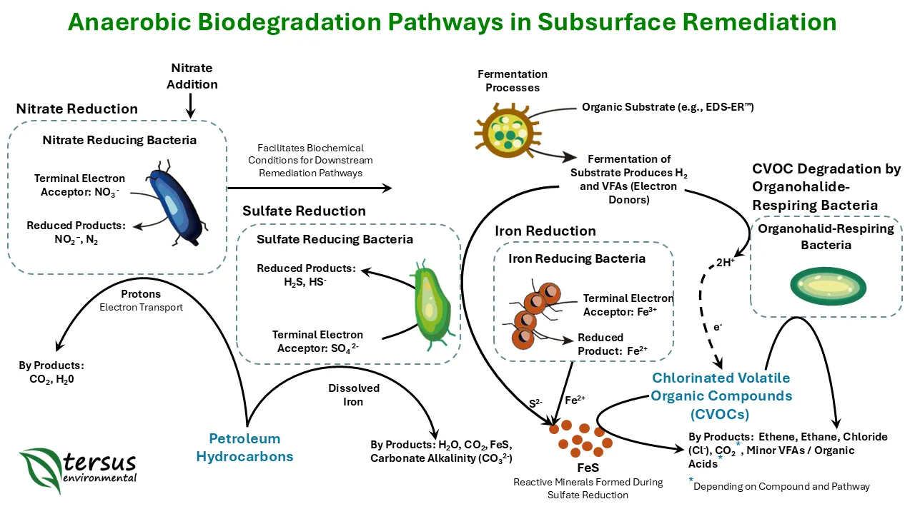 Role of Anaerobic Bacteria